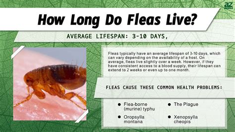 how long can fleas last.